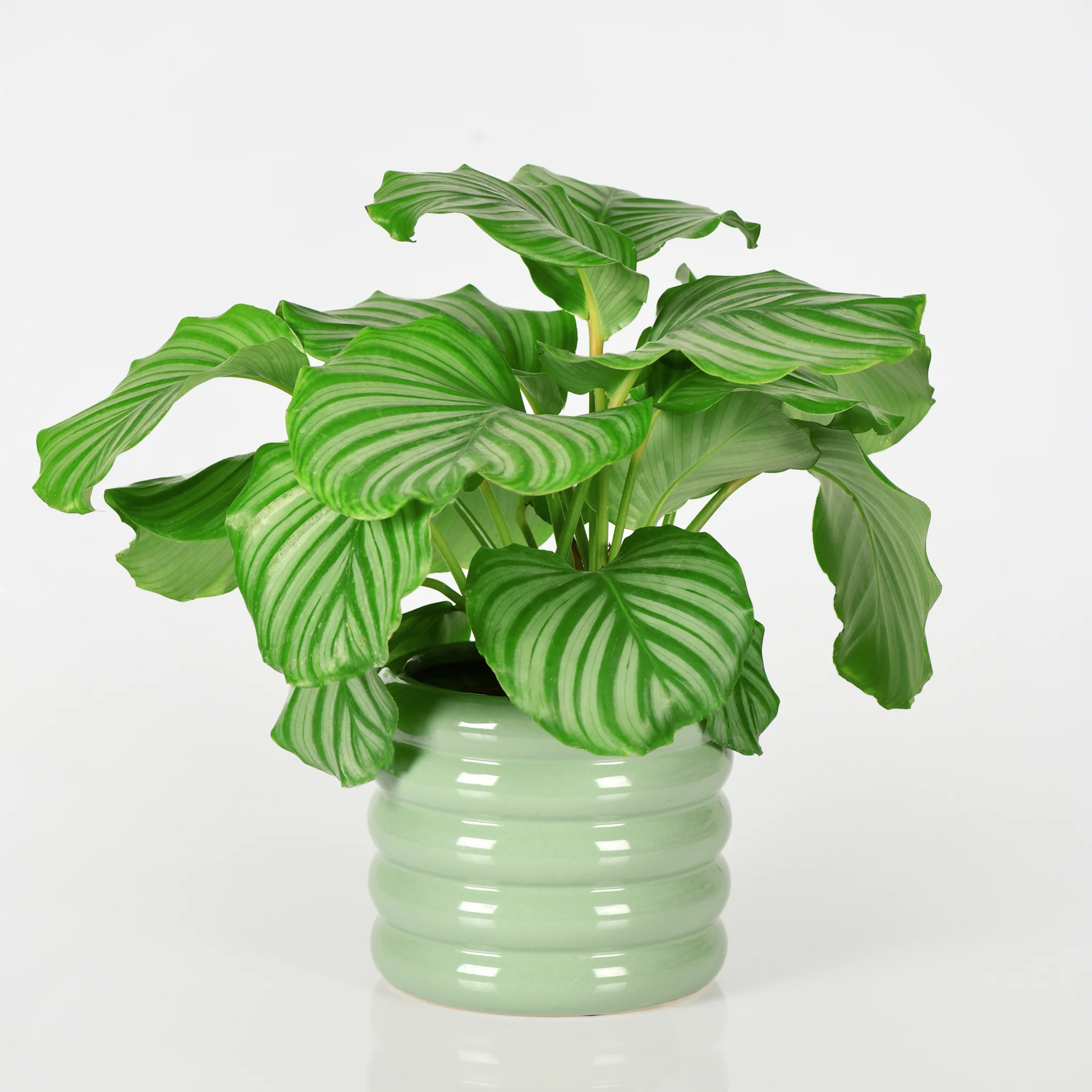 Calathea Love