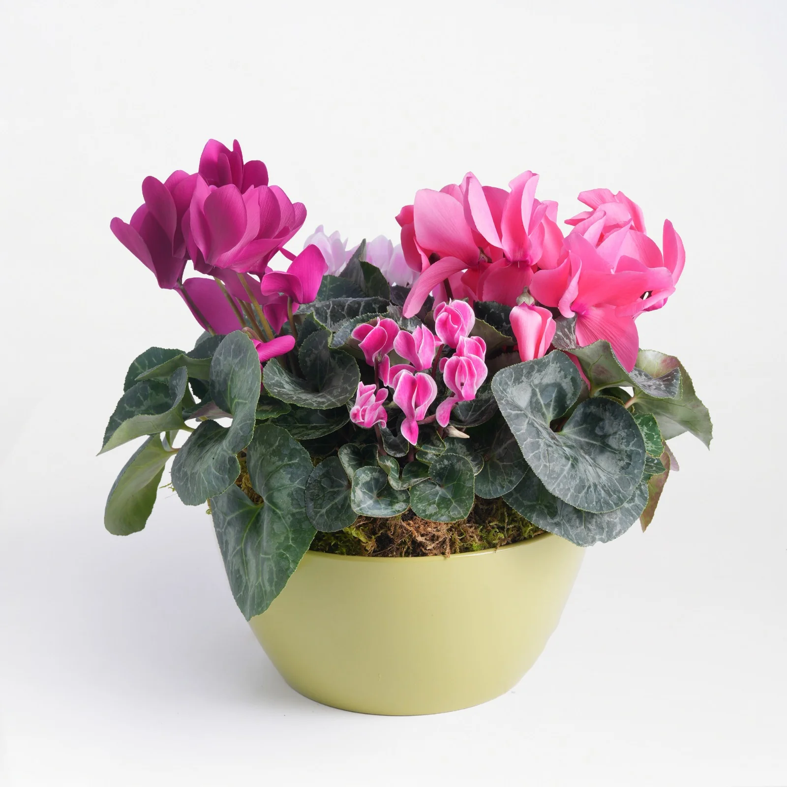 Cyclamen Bundle