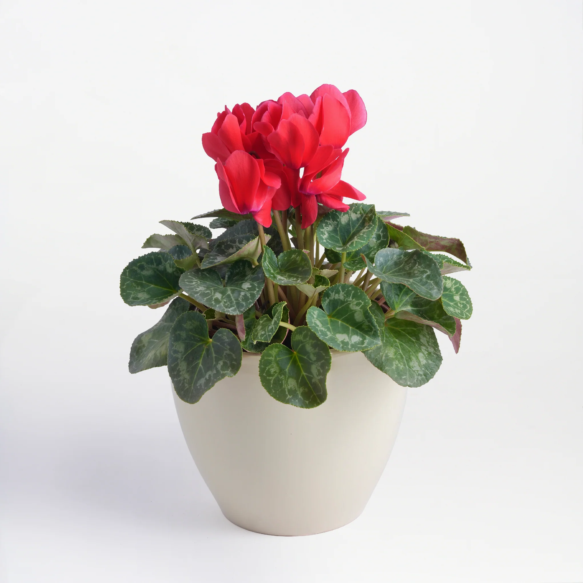 Cyclamen Serenade - Image 3
