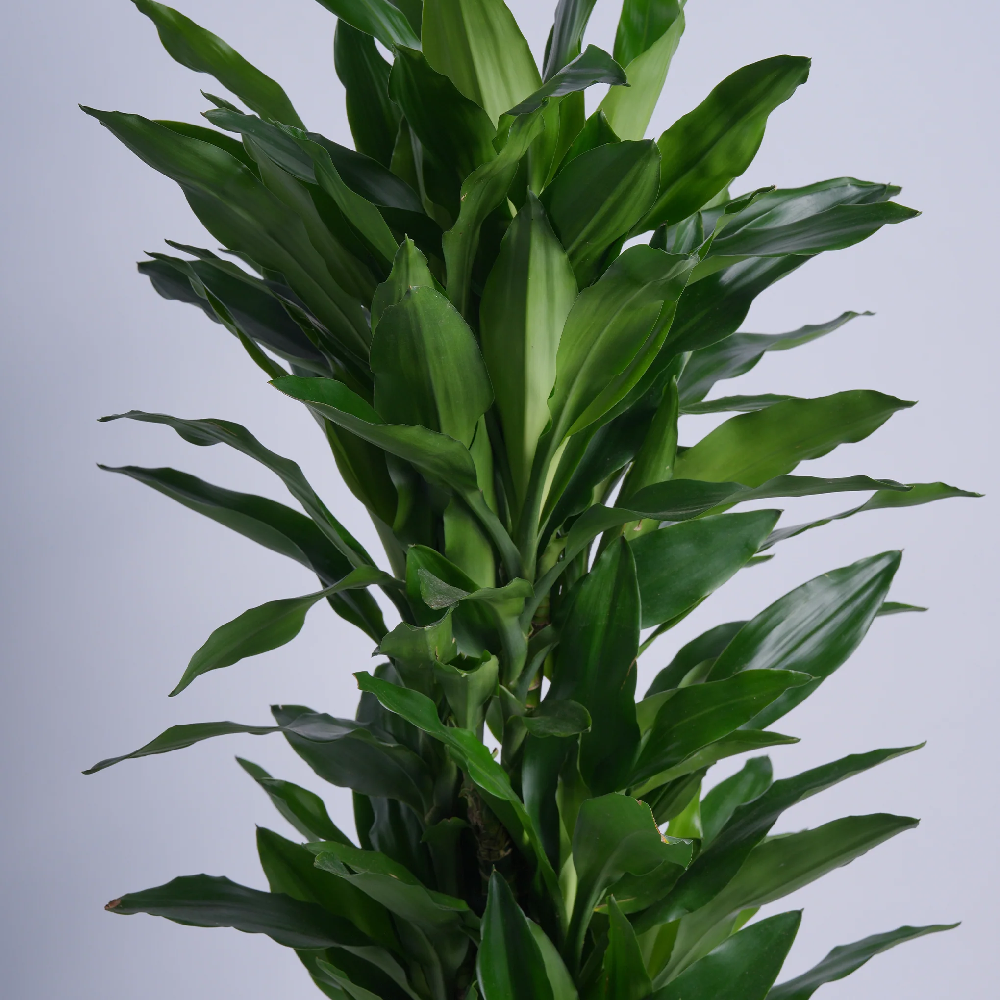 Dracaena Flow - Image 2