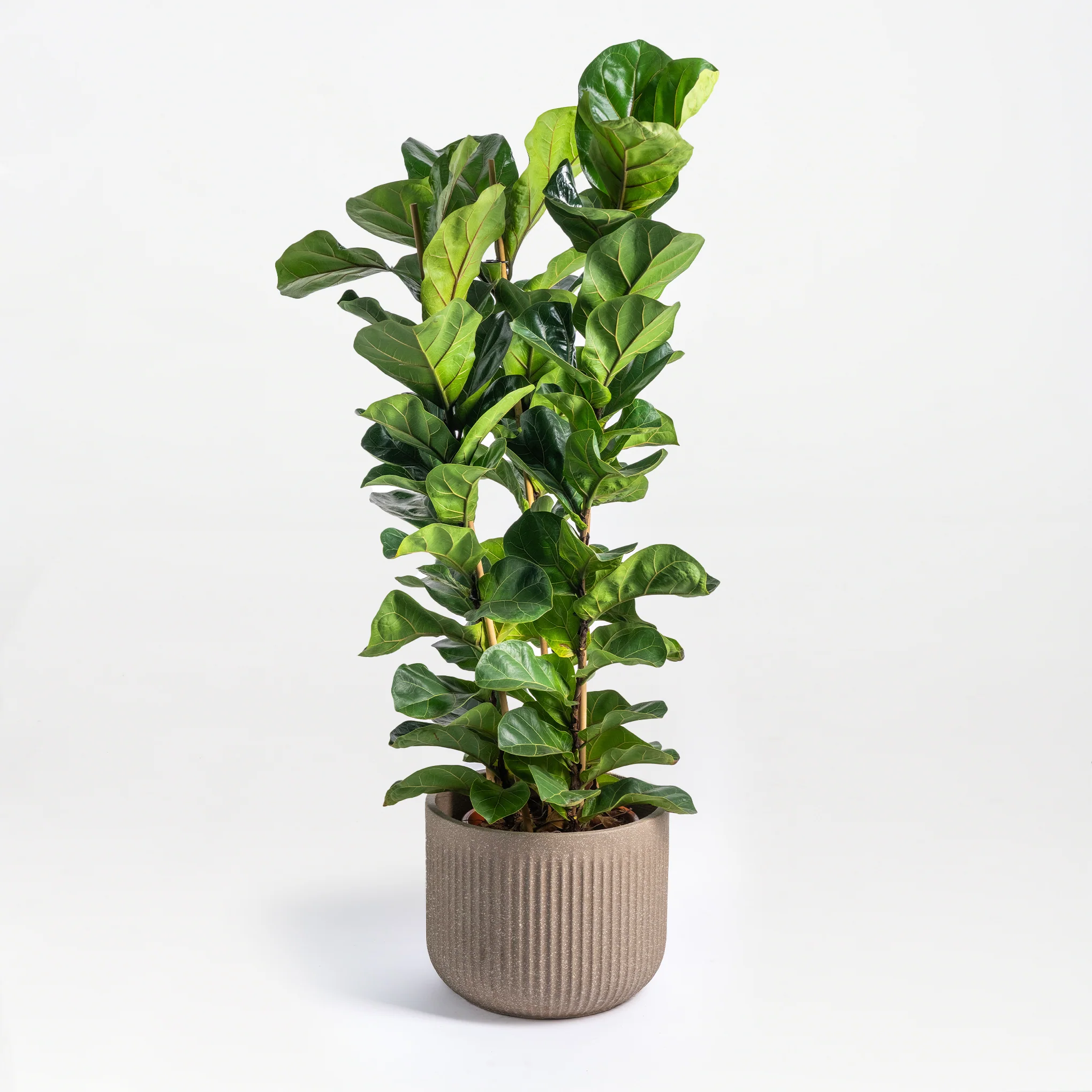 Ficus Fantasy