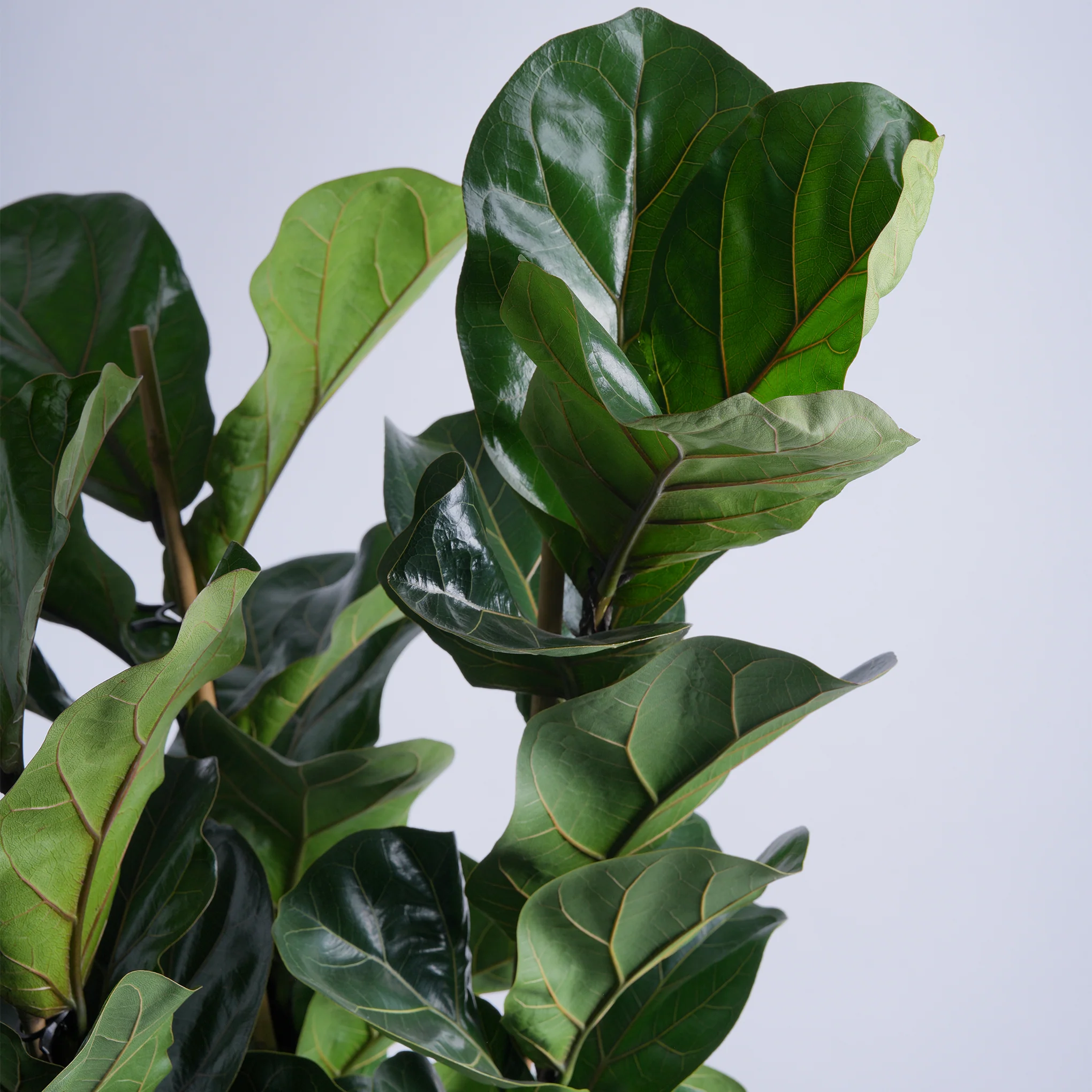 Ficus Fantasy - Image 2