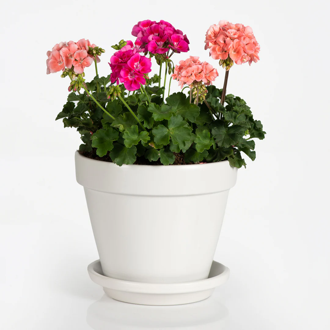 Geranium Harmony