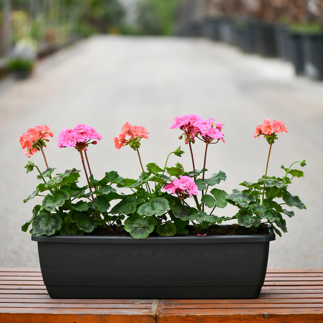 Geranium Zonal