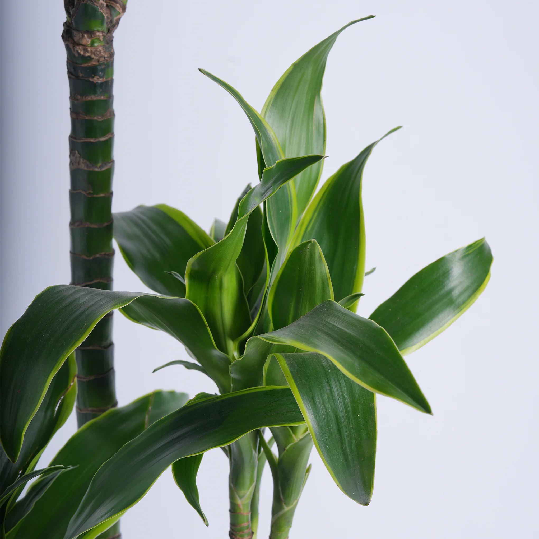 Green Sprouts - Image 2