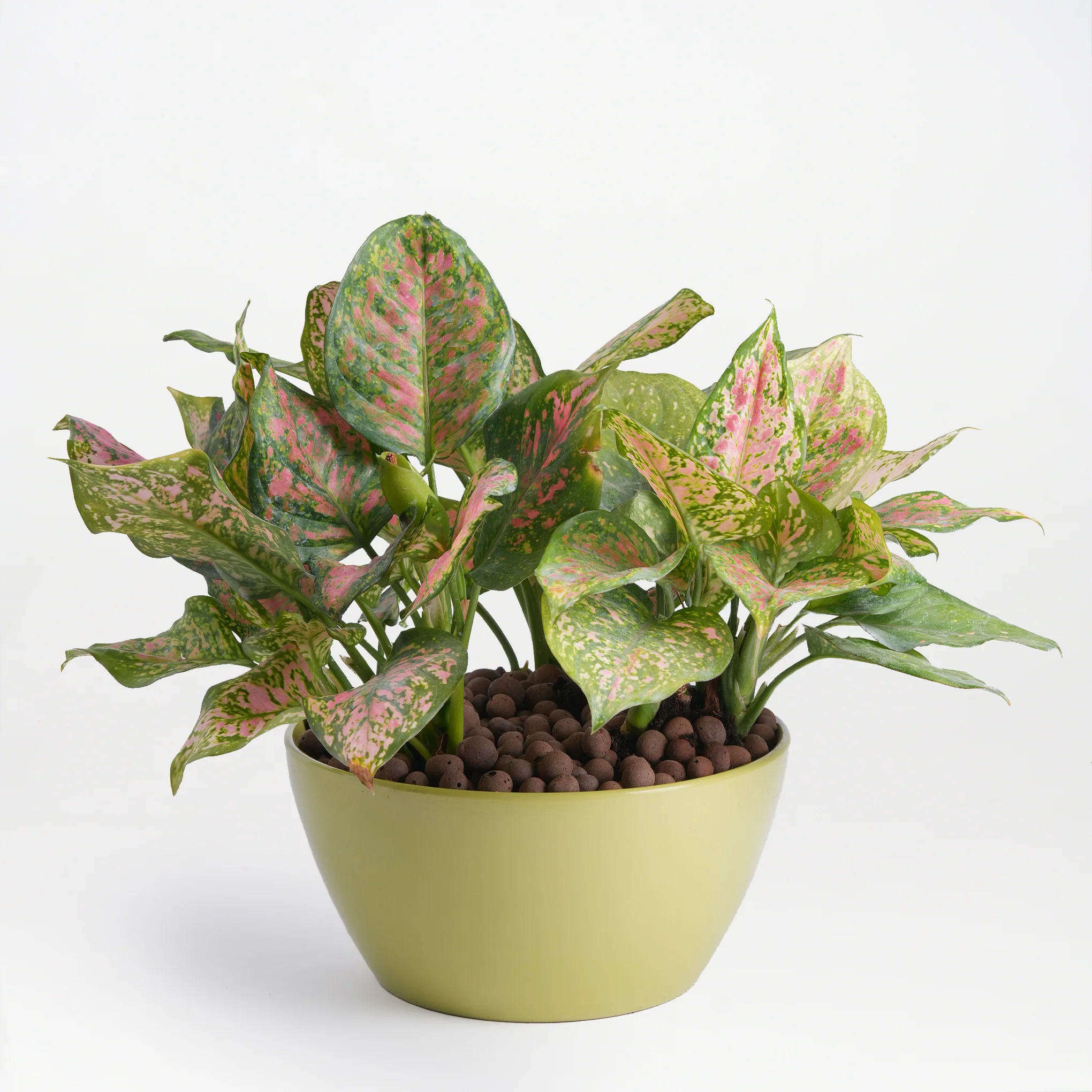 Leafy Charm