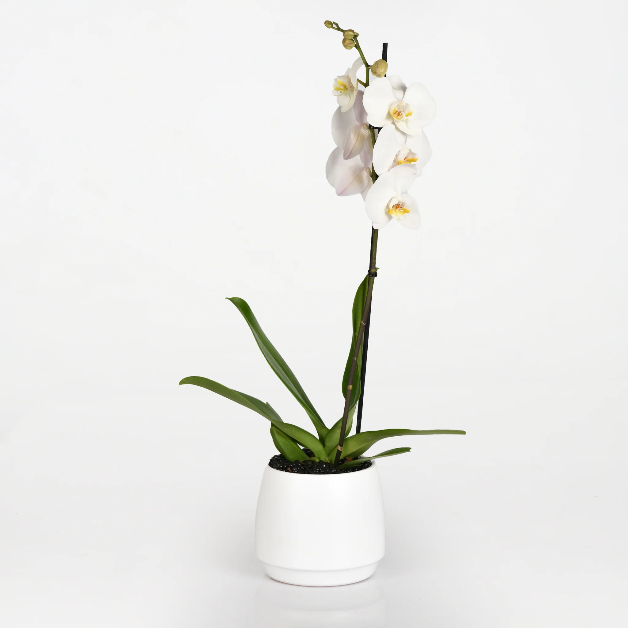 Majestic Orchid