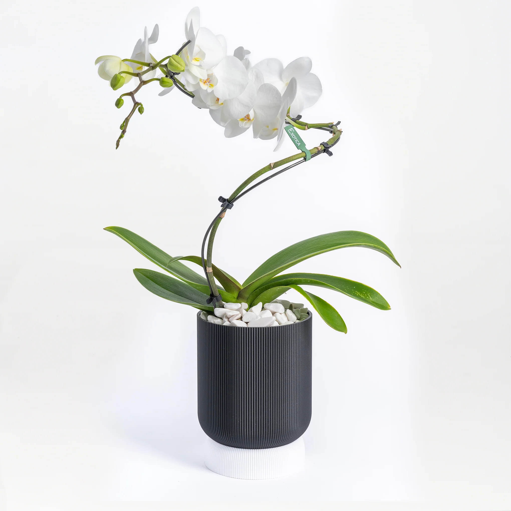 Orchid Dance