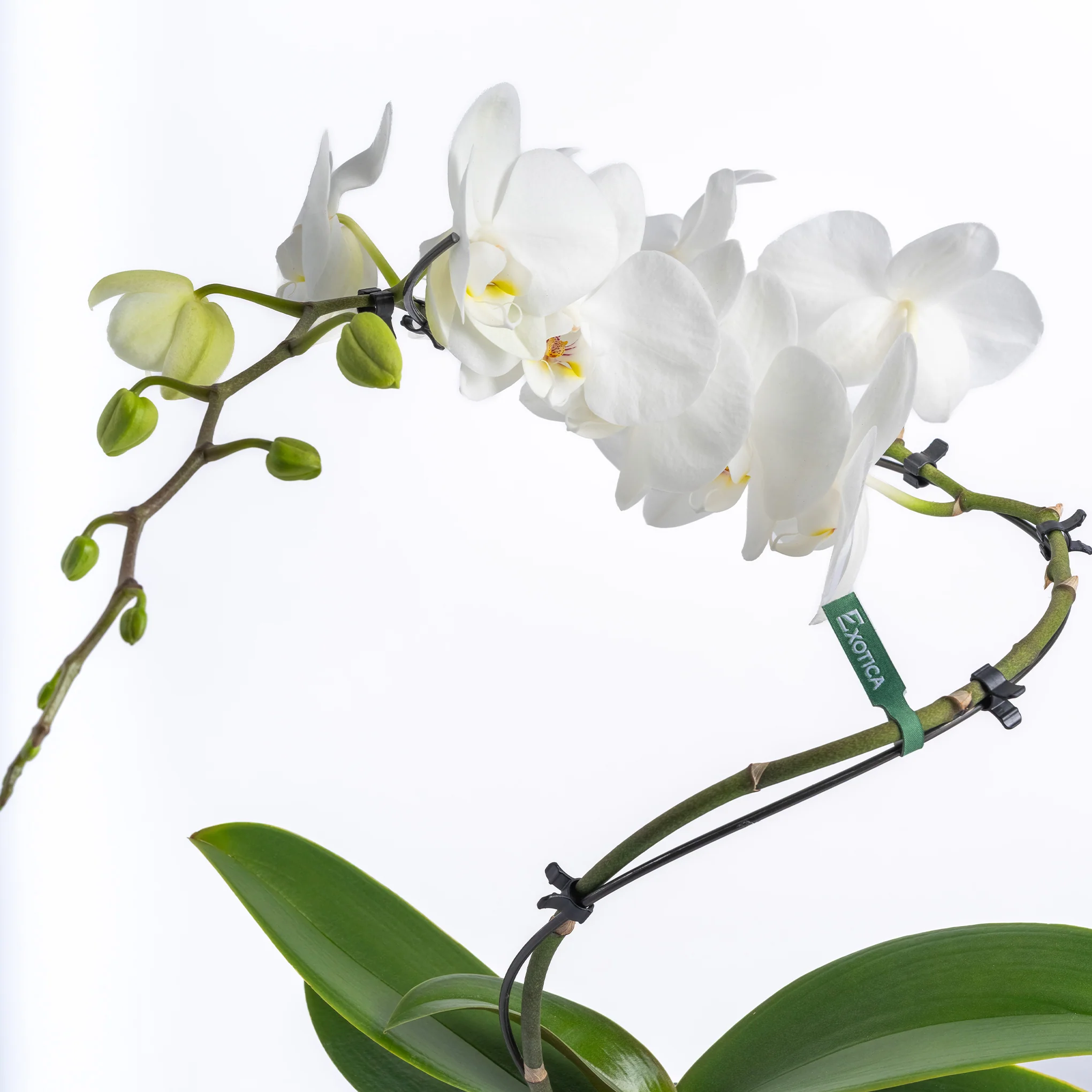 Orchid Dance - Image 2