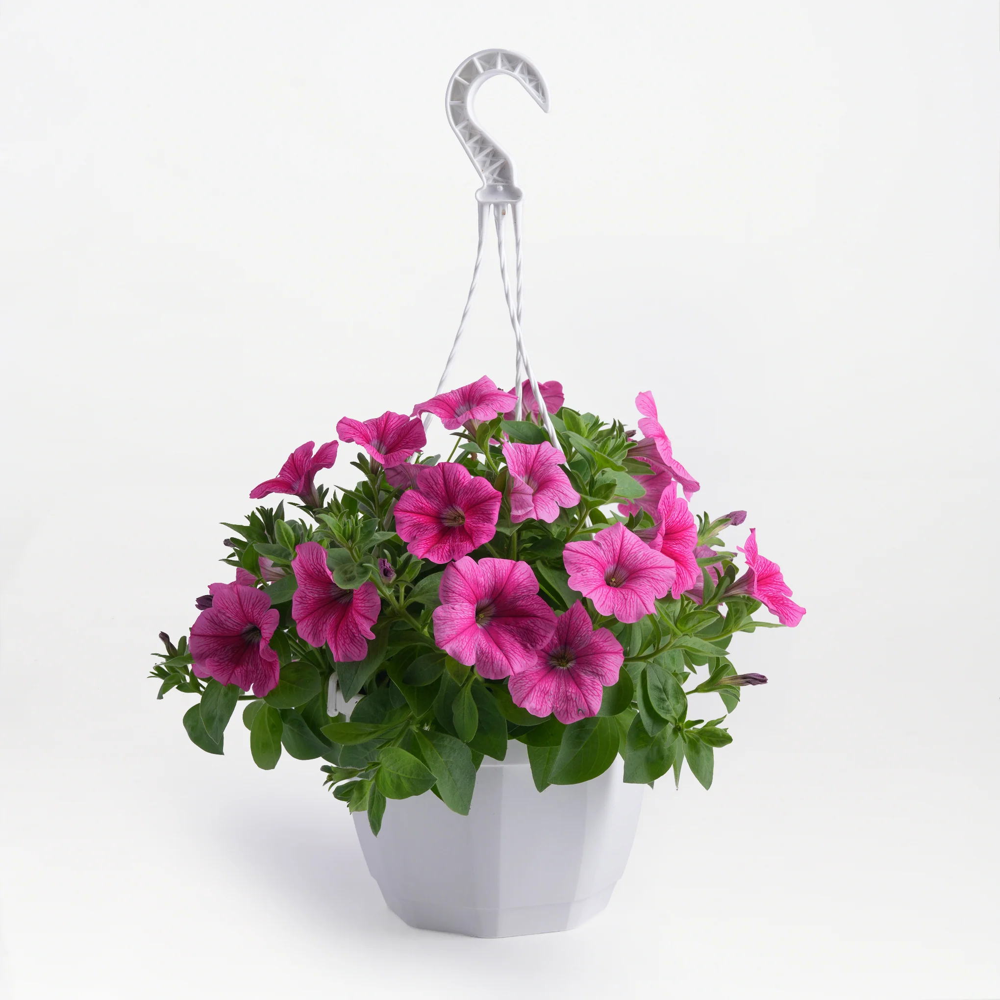 Petunia Fleur Drop - Image 3