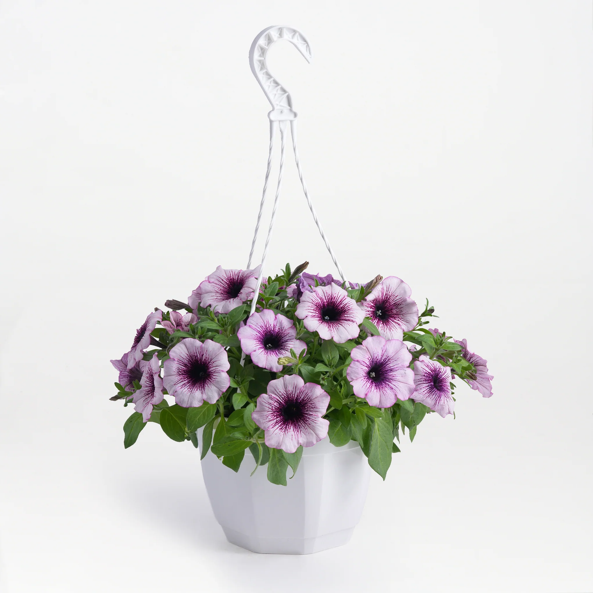 Petunia Fleur Drop - Image 4