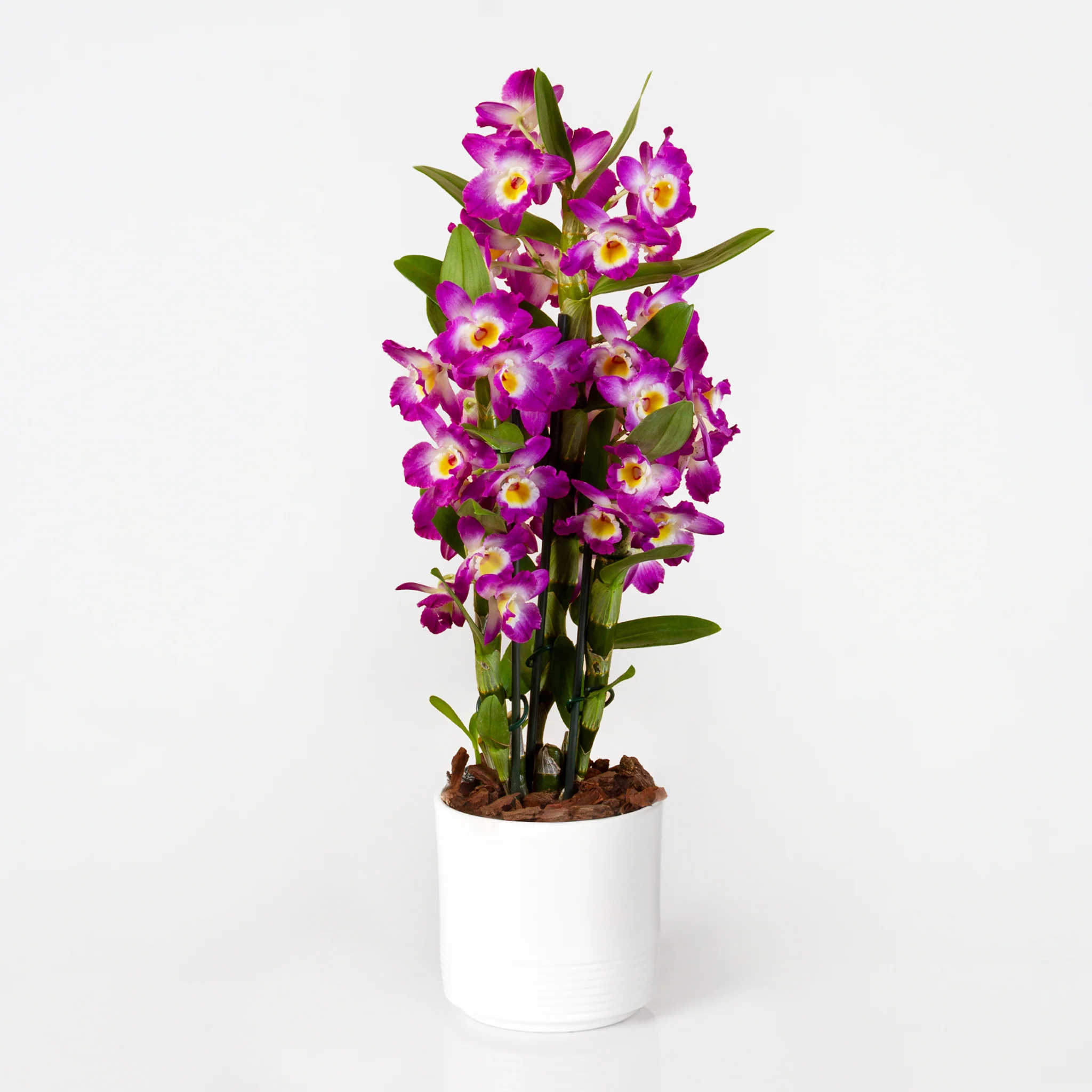 Purple Bamboo