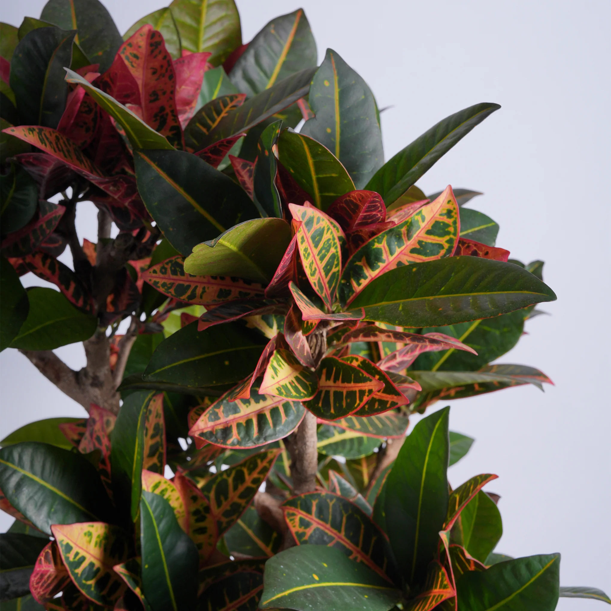 Ruby Reds - Image 2
