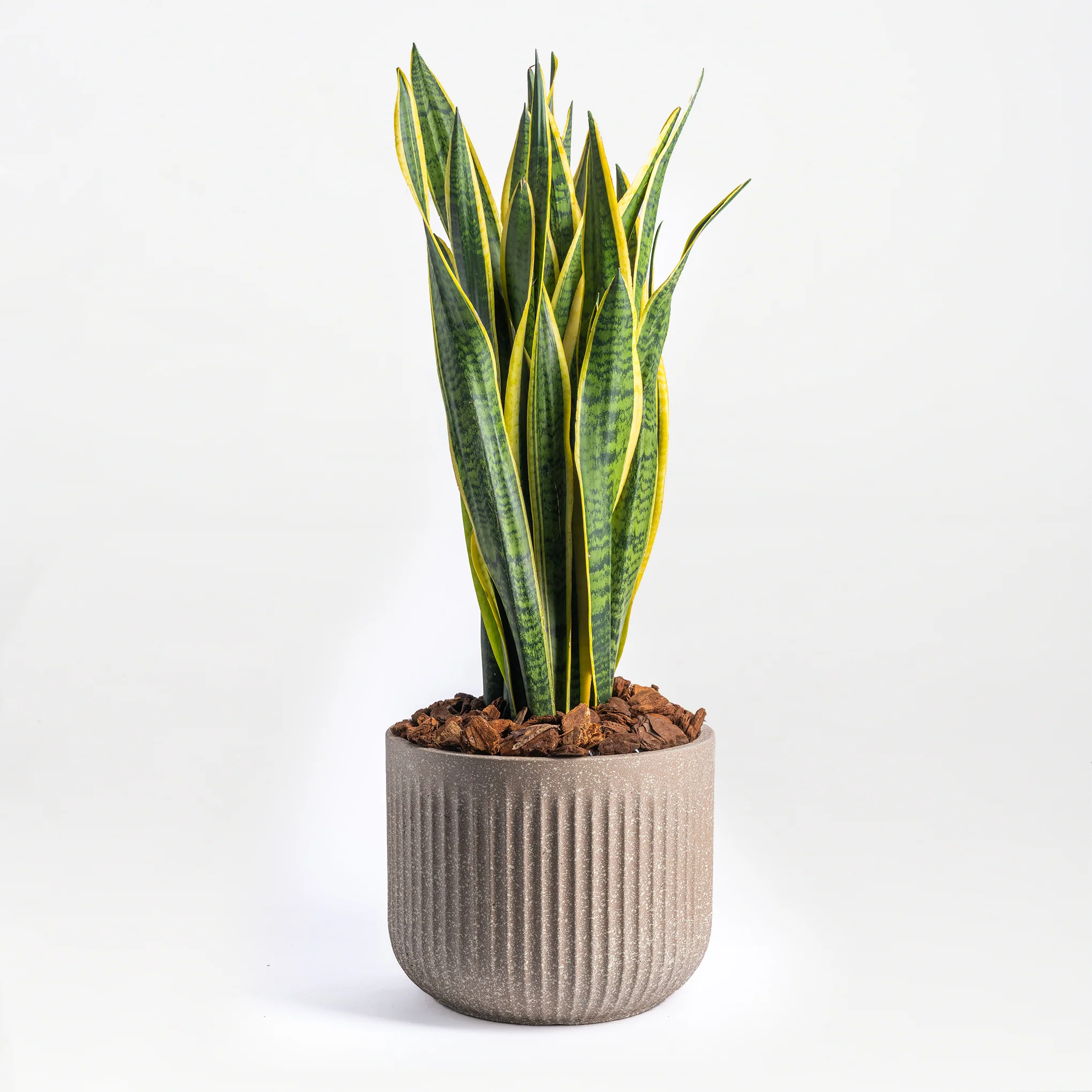 Sanseveria Sentiments