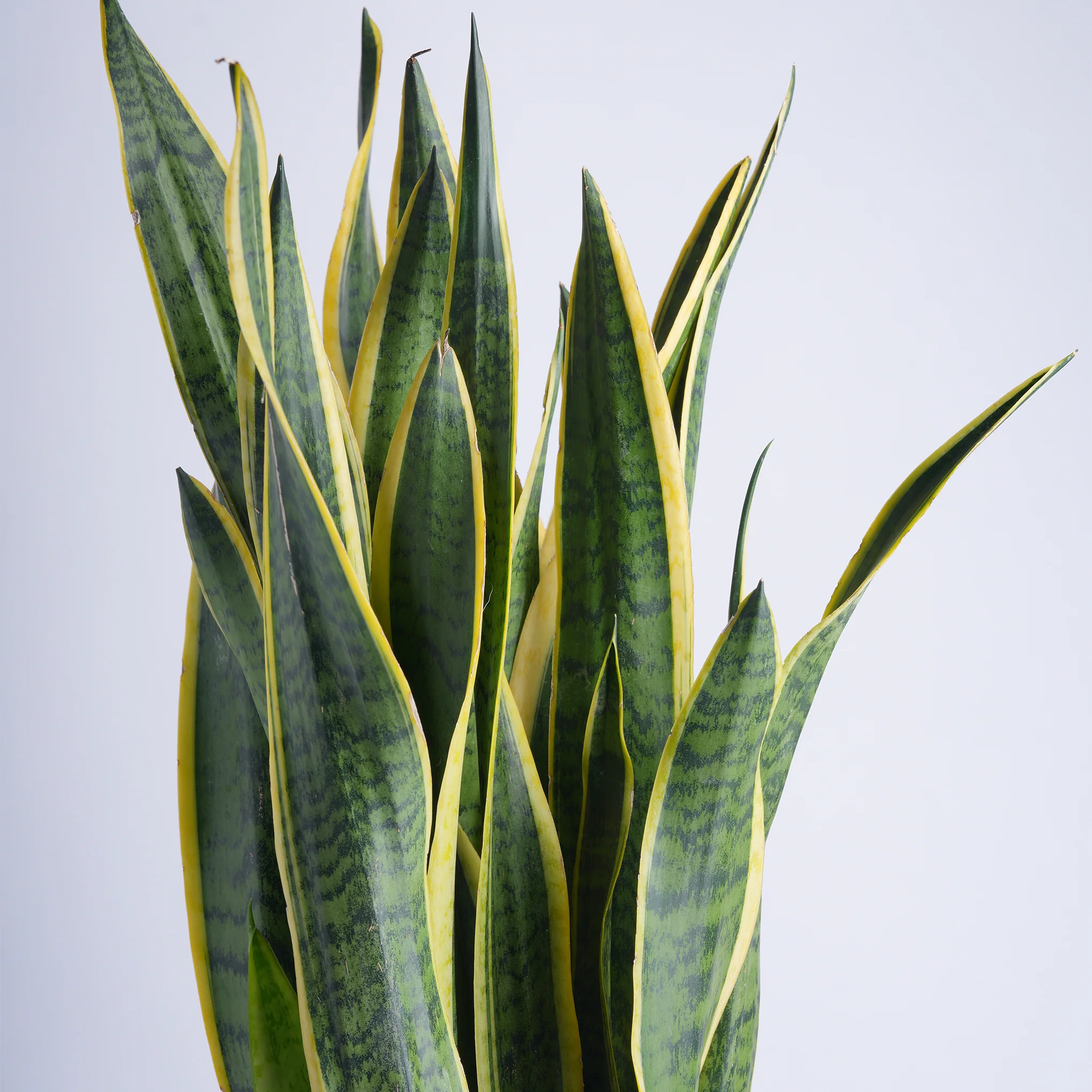 Sanseveria Sentiments - Image 2