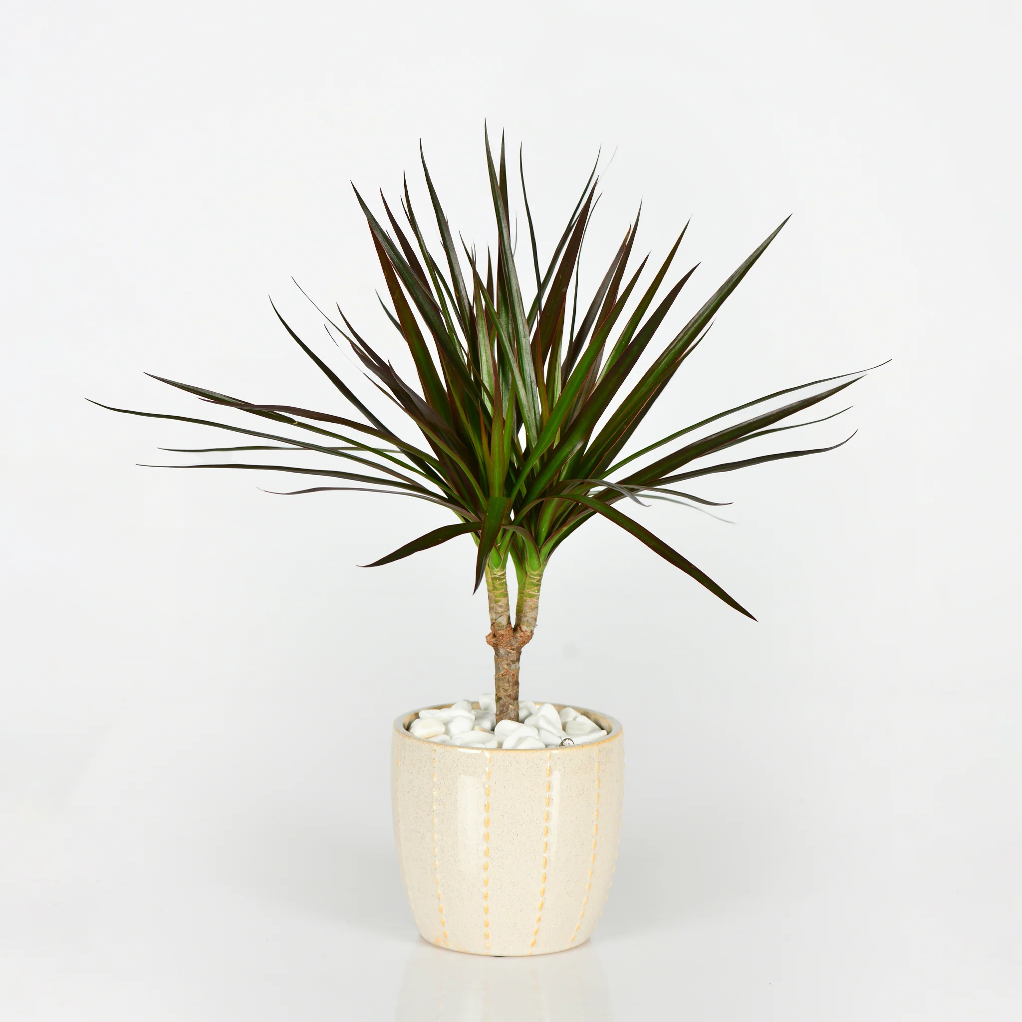 The Spiky Plant